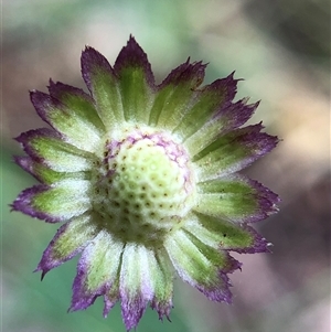 Unverified Plant at Crowther, NSW - Today by Frecko