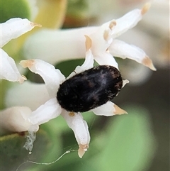 Dermestidae sp. (family) (Dermestid, carpet or hide beetles) at Crowther, NSW - Today by Frecko