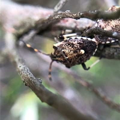 Oncocoris geniculatus (A shield bug) at Crowther, NSW - Today by Frecko