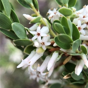 Brachyloma daphnoides at Crowther, NSW - Today by Frecko