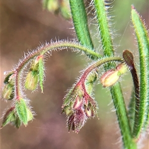 Unverified Plant at Crowther, NSW - Today by Frecko