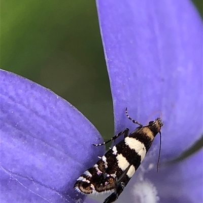 Unverified Moth (Lepidoptera) at Crowther, NSW - Today by Frecko