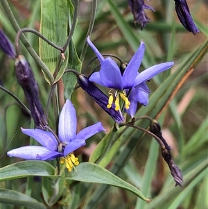 Stypandra glauca at Crowther, NSW - Today by Frecko
