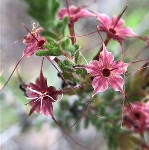Calytrix tetragona at Crowther, NSW - Today by Frecko