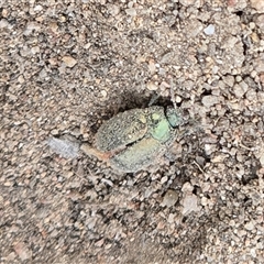 Unverified Beetle (Coleoptera) at Farrer, ACT - 23 Oct 2025 by Mike