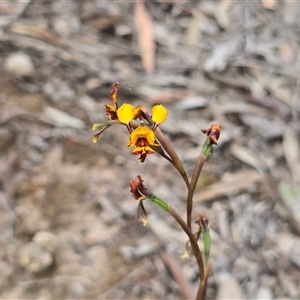 Diuris pardina at Farrer, ACT - Today by Mike