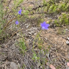 Wahlenbergia sp. at Farrer, ACT - Today by Mike