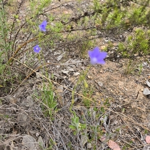Wahlenbergia sp. at Farrer, ACT - Today by Mike