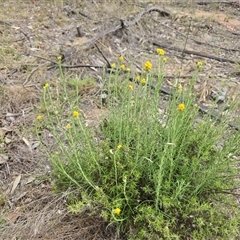Chrysocephalum semipapposum at Farrer, ACT - Today by Mike
