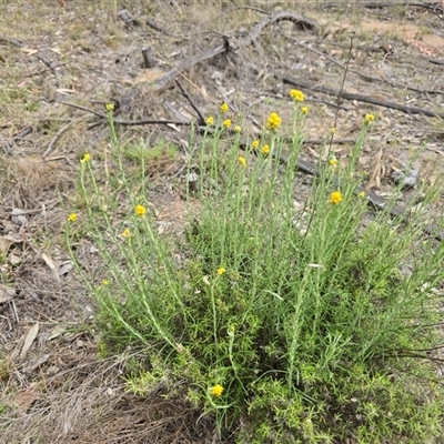Chrysocephalum semipapposum at Farrer, ACT - Today by Mike