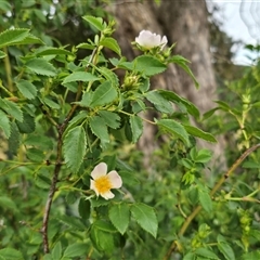 Rosa canina at Farrer, ACT - Today by Mike