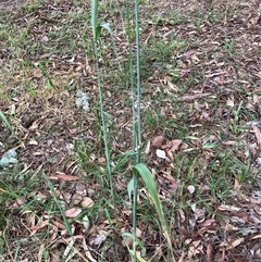 Hordeum (genus) at Belconnen, ACT - 21 Oct 2025 by JohnGiacon