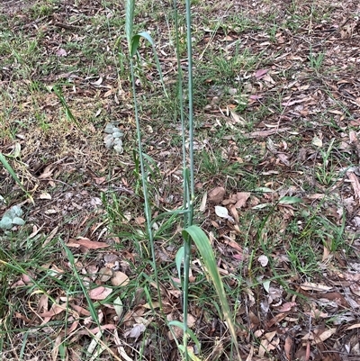 Hordeum (genus) at Belconnen, ACT - 21 Oct 2025 by JohnGiacon