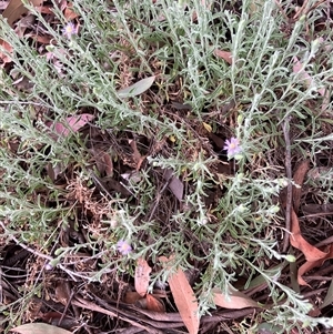 Unverified Other Wildflower or Herb at Bruce, ACT - 21 Oct 2025 by JohnGiacon