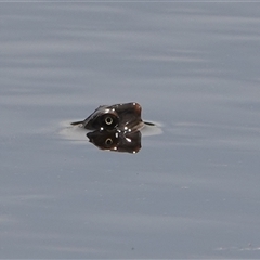 Chelodina longicollis (Eastern Long-necked Turtle) at Hall, ACT - 23 Oct 2025 by Anna123