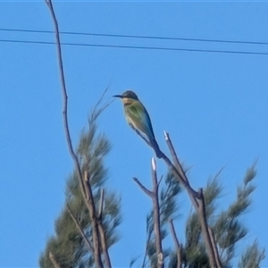 Merops ornatus at Strathnairn, ACT - 10 Oct 2025 by rtabak