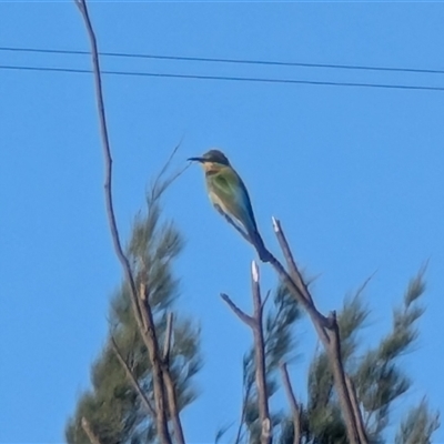 Merops ornatus at Strathnairn, ACT - 10 Oct 2025 by rosstabak