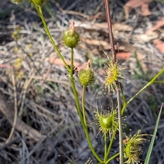 Drosera (genus) at Bruce, ACT - 16 Oct 2025 by rtabak