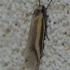 Philobota ellenella at Hall, ACT - Today by Anna123