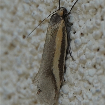 Philobota ellenella at Hall, ACT - Today by Anna123