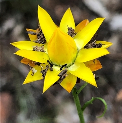 Xerochrysum viscosum at Crowther, NSW - Today by Frecko