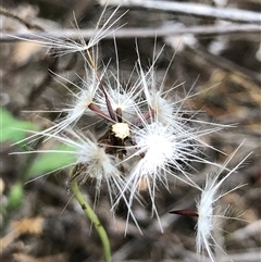 Unverified Plant at Crowther, NSW - Today by Frecko