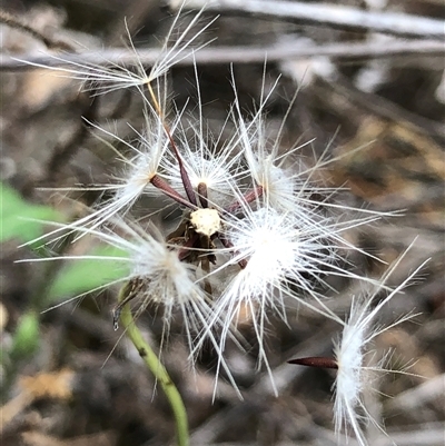 Unverified Plant at Crowther, NSW - Today by Frecko