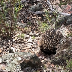 Tachyglossus aculeatus (Short-beaked Echidna) at Crowther, NSW - 23 Oct 2025 by Frecko