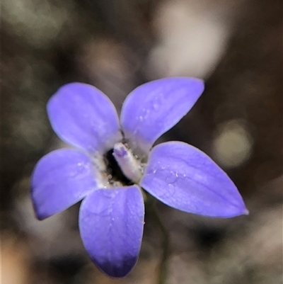 Wahlenbergia capillaris at Crowther, NSW - Today by Frecko