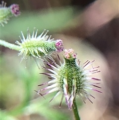 Unverified Plant at Crowther, NSW - Today by Frecko