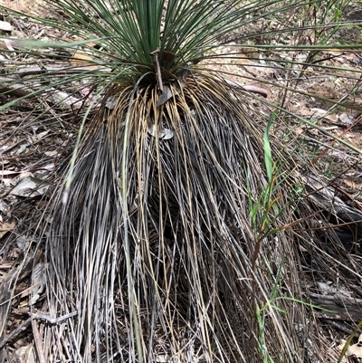 Xanthorrhoea (genus) at Crowther, NSW - Today by Frecko