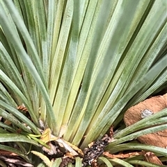 Xanthorrhoea (genus) at Crowther, NSW - Today by Frecko