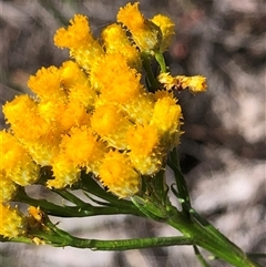 Chrysocephalum semipapposum at Crowther, NSW - Today by Frecko