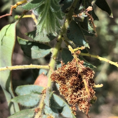Acacia vestita at Crowther, NSW - Today by Frecko