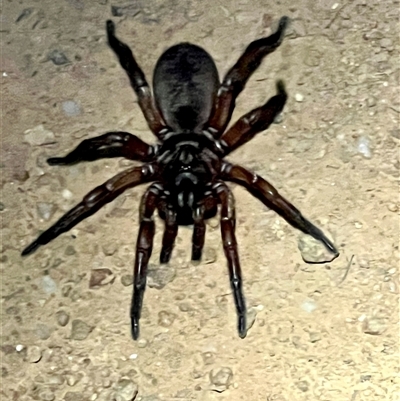 Stanwellia sp. (genus) (Trapdoor Spider) at  - suppressed by Adro