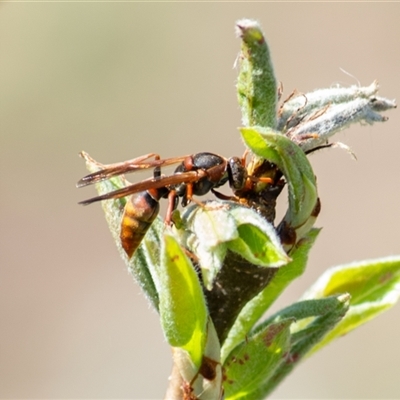 Polistes (Polistella) humilis (Common Paper Wasp) at Theodore, ACT - 23 Oct 2025 by ChrisSutevski