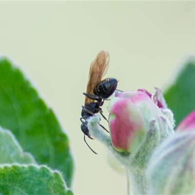 Apocrita (suborder) at  - suppressed by ChrisSutevski