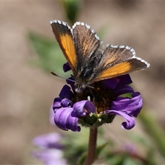 Lucia limbaria (Chequered Copper) at Yarralumla, ACT - Today by ChrisChapman