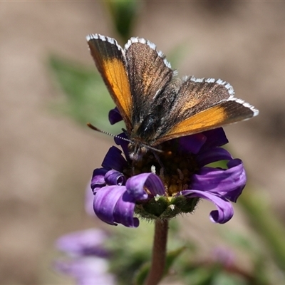 Lucia limbaria (Chequered Copper) at Yarralumla, ACT - Today by ChrisChapman