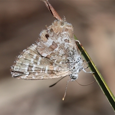 Theclinesthes serpentata at Yarralumla, ACT - Today by ChrisChapman