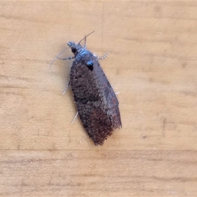 Cnephasia (genus) (A Tortricid moth (Archipini) at Yass River, NSW - 23 Oct 2025 by SenexRugosus