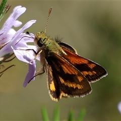 Ocybadistes walkeri at Yarralumla, ACT - Today by ChrisChapman