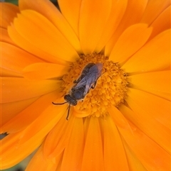 Lasioglossum (Chilalictus) lanarium (Halictid bee) at Theodore, ACT - 19 Oct 2024 by ChrisSutevski