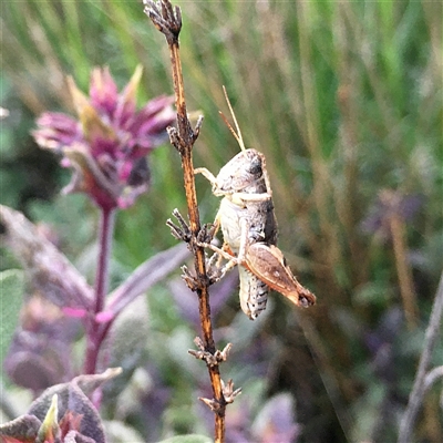 Unverified Grasshopper (several families) at  - suppressed by ChrisSutevski