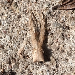 Sidymella trapezia (Trapezoid Crab Spider) by ChrisSutevski