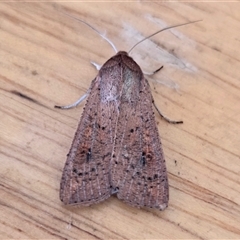 Mythimna (Pseudaletia) convecta (Common Armyworm) at Yass River, NSW - 23 Oct 2025 by SenexRugosus