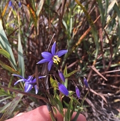 Stypandra glauca (Nodding Blue Lily) at Theodore, ACT - 14 Sep 2024 by ChrisSutevski