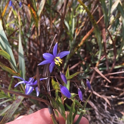 Stypandra glauca (Nodding Blue Lily) at Theodore, ACT - 14 Sep 2024 by ChrisSutevski