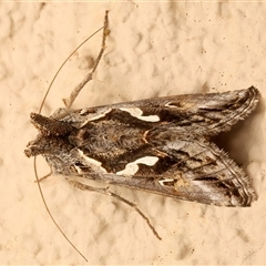 Chrysodeixis argentifera (Tobacco Looper) at Ainslie, ACT - 20 Oct 2025 by jb2602