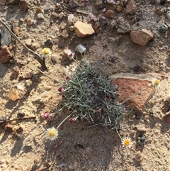 Leucochrysum albicans subsp. tricolor (Hoary Sunray) at Booth, ACT - 17 Jan 2025 by ChrisSutevski